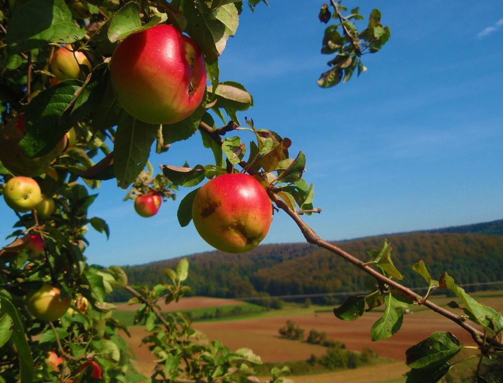 Landhotel Sonneneck - Breuna Im Naturpark Eksteriør billede